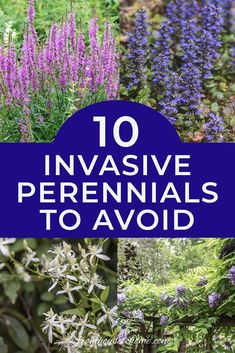 various plants with the title 10 invasive perennials to avoid