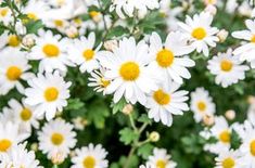 white and yellow flowers with green leaves in the background