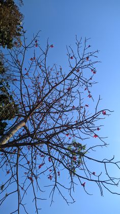 the branches of a tree with red berries against a blue sky