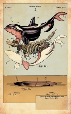 an orca whale is depicted in this illustration from the book, whales and other animals