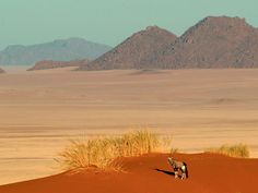 an animal standing on top of a red sand dune in the middle of desert land