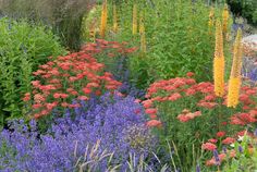 many different colored flowers and plants in a garden