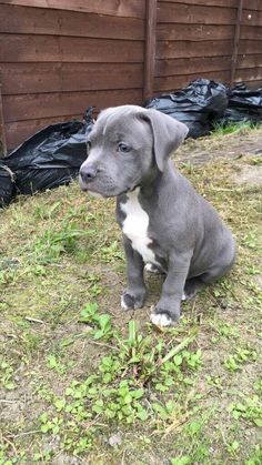 a gray and white puppy sitting on top of a grass covered field next to a fence