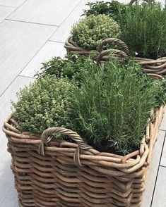 three baskets filled with plants sitting on top of a tiled floor next to each other