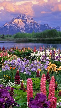 the flowers are blooming in the field by the water and mountains behind them,