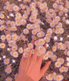 a person's hand reaching up towards a bunch of daisies on the ground