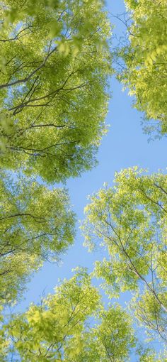 looking up at the tops of green trees