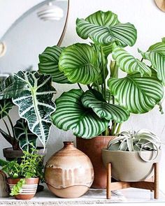 there are many potted plants on the shelf next to each other, including one large green plant