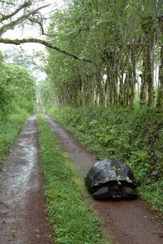 a large turtle laying on the side of a dirt road