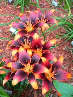 an orange and red flower with green leaves on the ground in front of some grass