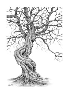 a drawing of a tree with twisted branches