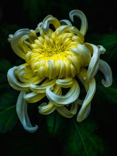 a yellow flower with white swirls on it's center and leaves around it