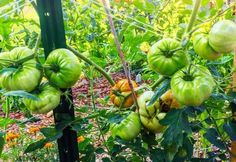 green tomatoes growing on the vine in a garden