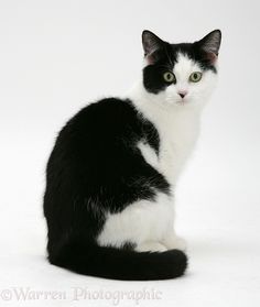 a black and white cat sitting on the ground looking at the camera with green eyes