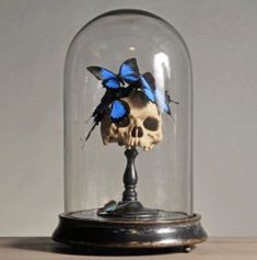 a human skull under a glass dome with blue butterflies on it's head and wings