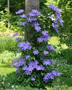 purple flowers growing on the side of a tree