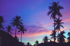 palm trees are silhouetted against a purple and blue sky