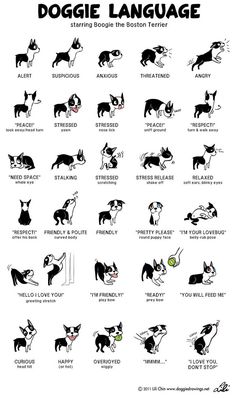 dogue language chart for dogs with different breeds and colors, including black and white