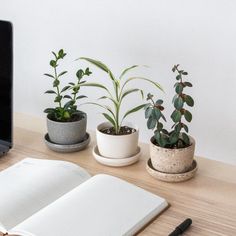 three potted plants sit on a desk next to an open book and laptop computer