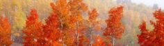 trees with orange and yellow leaves in the rain