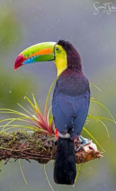 a colorful bird perched on top of a tree branch in the rain with its beak open