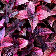 purple and red leaves are growing in the ground