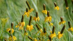 some yellow flowers are growing in the grass