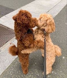 two poodles are playing with each other on the leashes by the curb