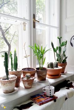 several potted plants sit on a window sill in front of a white wall