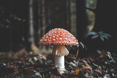 a close up of a mushroom on the ground in front of some trees and leaves