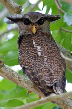 an owl is sitting in a tree with its eyes open and it's head resting on the branch