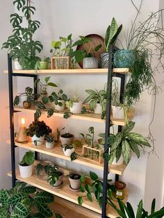 a shelf filled with potted plants next to a wall