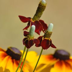 some red and yellow flowers with green stems