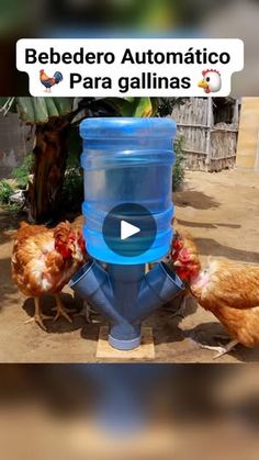 two chickens standing next to a large blue water bottle with the words bebederro automatico para guiillas on it