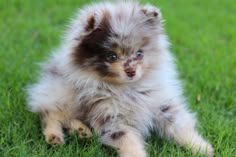 a small brown and white dog sitting on top of a green grass covered field with blue eyes