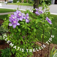 purple flowers growing on top of a metal planter