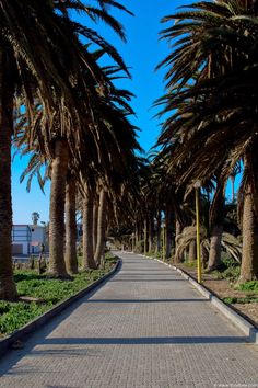 palm trees line the street in front of some buildings