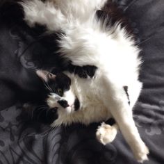 a black and white cat laying on top of a bed