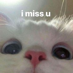 a close up of a cat's face with the caption i miss u