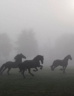 four horses running in the foggy field