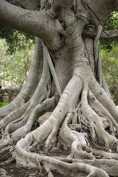 a large tree with its roots exposed in the ground