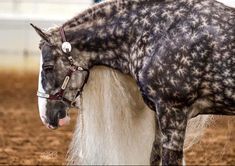 a spotted horse standing on top of a dirt field