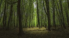 a forest filled with lots of trees and tall green leaves on top of the ground