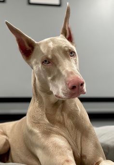 a tan dog laying on top of a bed next to a white wall with pictures on it