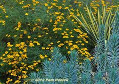 some yellow flowers and green plants in the grass