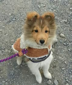 a brown and white dog sitting on top of a gravel covered ground next to a purple rope