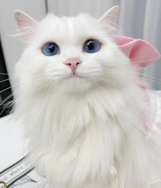 a white cat with blue eyes and pink ears