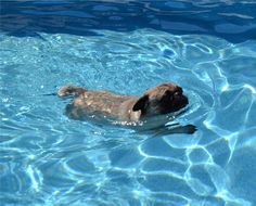 a dog swimming in a pool with clear blue water and sun reflecting off the surface