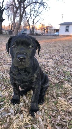 a black dog is sitting in the grass