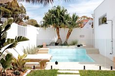 an outdoor swimming pool surrounded by greenery and palm trees in the back yard area